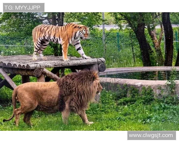 老虎大学与盐湖城的精彩对决引发的热议与期待 老虎大学与盐湖城的精彩对决引发的热议与期待